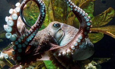 ‘A symbol of what humans shouldn’t be doing’: the new world of octopus farming