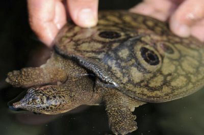 Tiny bundles of hope: critically endangered turtles hatch in Myanmar