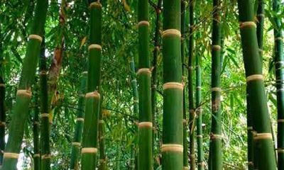 Bamboo could be a future renewable energy source: Study