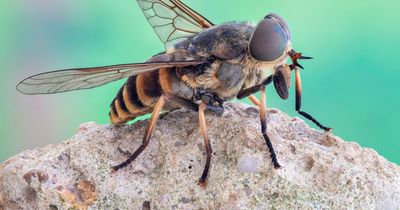 Warning over horsefly 'invasion' which can 'bite through clothes'