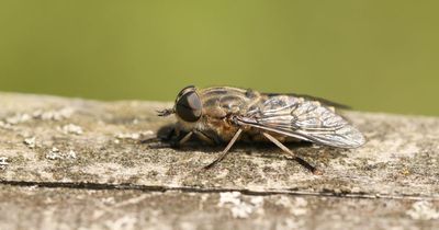 Warning over horsefly 'invasion' which can 'bite through clothes'