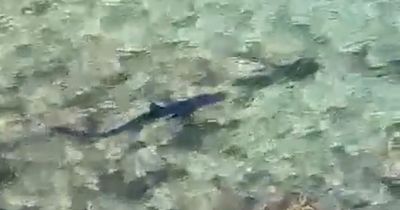 Shark terror as seven foot monster spotted prowling off popular Ibiza holiday beach