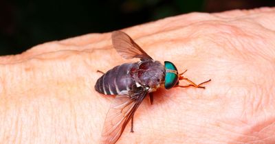 Urgent warning over 'Dracula' horseflies that can 'rip and tear flesh apart'