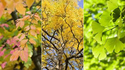 Drought-tolerant trees – 10 resilient choices for low-maintenance yards