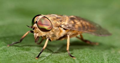 Warning over fanged 'Dracula' horseflies that can 'bite right through clothes'