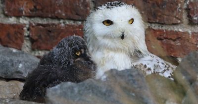 Savvy Scots owl spotted splashing in bath to cool down her babies as temperatures soar