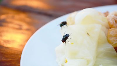 7 ways to repel bugs while dining outdoors