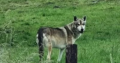 'Wolf on the loose' sparks fears but pet owners sent honest message by animal's owner