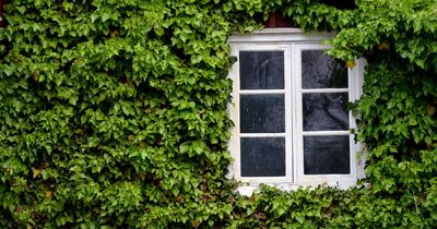 Professional's tips to get rid of invasive knotweed, ivy, campsis and horsetail