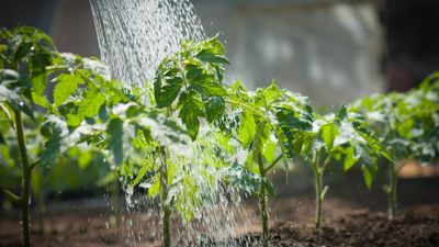 How often should you water a vegetable garden? A former professional grower advises how to get the schedule right