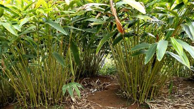 Cardamom sector may face drop in production due to deficit rainfall