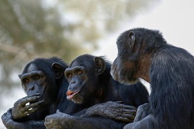 Chimpsky, not Chomsky: A talking chimp?
