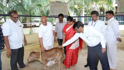 Andhra Pradesh’s first Sahiwal calf born through surrogacy under TTD-SVVU project