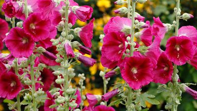 Hollyhocks care and growing guide – expert tips for these cottage garden favorites