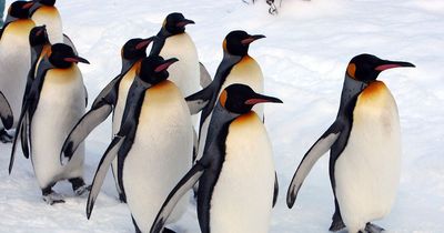 Penguins are the fastest swimming birds in the world - and it's all thanks to their wings