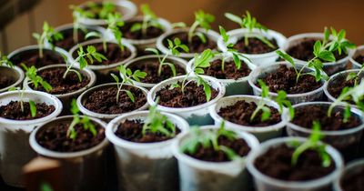 Gardening pro's 'genius' hack to make planting seedlings simple using kitchen staple