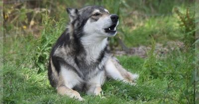 Cork 'wolf' on the loose turns out to be missing dog