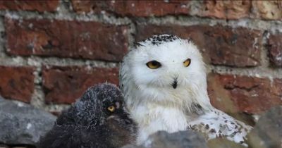 Savvy West Lothian owl captured dipping in cold bath to keep her babies cool