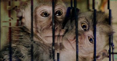 'Thousands of monkeys are being killed in blenders for sick online torture rings'