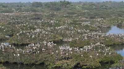 Tamil Nadu constitutes State Bird Authority to improve bird sanctuaries
