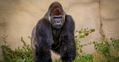 Four gorillas battle each other in explosive brawl in front of horrified onlookers