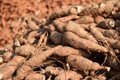 Cassava exports set to decline this year