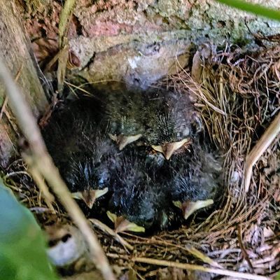 Country diary: Five fledgling robins disappear into the wild
