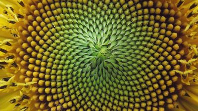 The 400 million-year-old fossil changing our understanding of mathematical patterns in nature