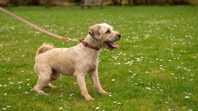 Want a better behaved dog on walks? Try this trainer’s top tip for reducing reactivity