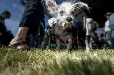 Meet Scooter, the winner of this year's World's Ugliest Dog contest
