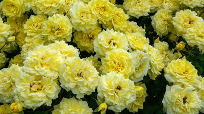 What are rose suckers and do I need to remove them? Gardening expert answers your rose dilemma