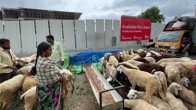 Dip in demand for sheep worries farmers as Bengaluru gears up for Bakrid