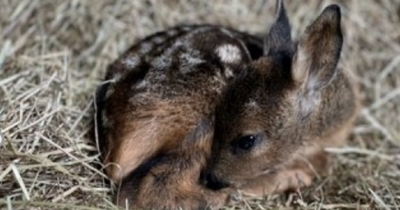 Baby deer dies after rescuer feeds it wrong milk as 'death sentence' warning issued