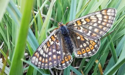 Endangered marsh fritillary butterfly makes a comeback in Lake District