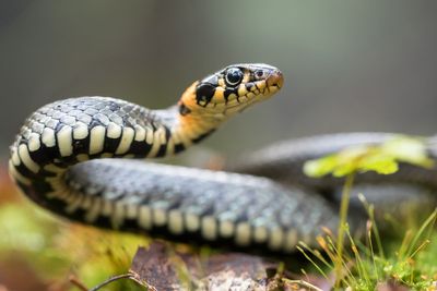 Snake warning as hot UK weather sees pets escaping at record levels