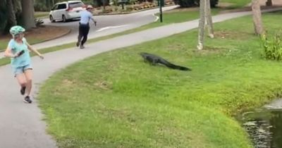 Terrifying moment fisherman runs for safety after alligator lunges at him