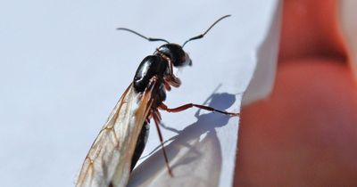 Why Flying Ant Day will be a big one this year, and last for weeks