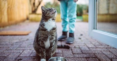 Vets share seven common household items that are toxic to cats