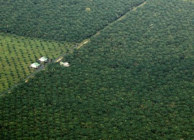 Indonesia cites deforestation decline from stricter controls