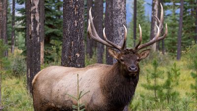 Clueless tourists pose for photos with their baby – and a massive bull elk