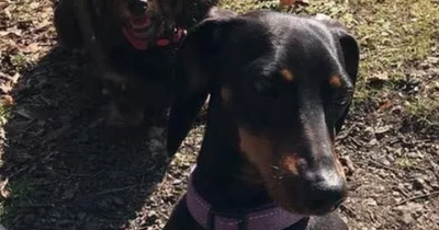 Family heartbroken as two pet dogs die after walk at Scots beauty spot