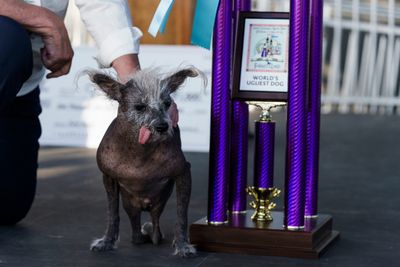 9 photos of the most beautiful World’s Ugliest Dog Contest 2023 competitors