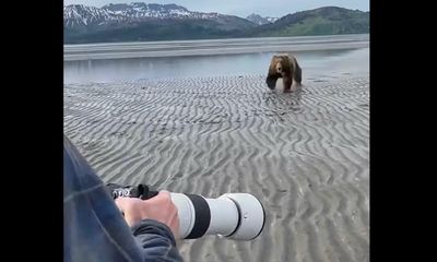 Watch: Brown bear charges tourists in heart-pounding encounter