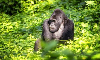 Gorillas, jaguars and other wildlife vulnerable to human activity even in nature reserves