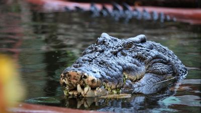 120-year-old Cassius is pushing limit of crocodile longevity — and he's got 'years to come,' expert says