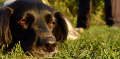 Dog detectives can sniff out protected great crested newts and reduce costly construction delays