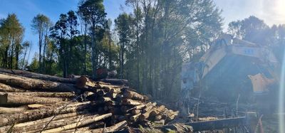 Native trees skittled for firewood