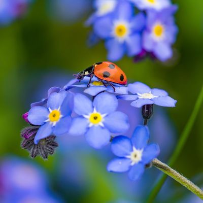Gardening experts reveal nature's secret weapon to get rid of aphids in your garden
