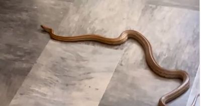 "It's a snake - it's f***ing moving!" Terrified family find snake in the kitchen - and it might still be in the house
