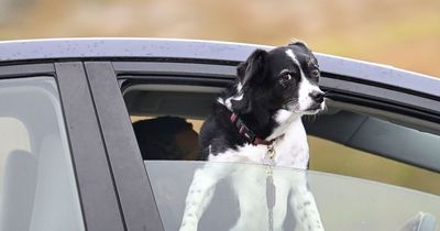 Driving with pets in car warning as you could be hit with £5,000 fine and smashed windows